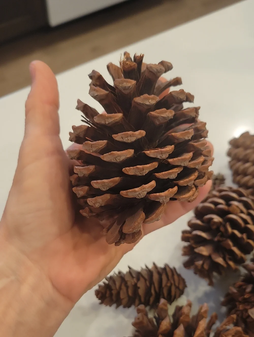 Real Pinecone Bundle